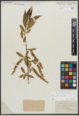 Foto von Salix alba L. x Salix fragilis L.